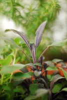 Sage Leaves in Summer