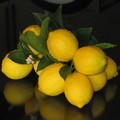 organic meyer lemons organic meyer lemons
