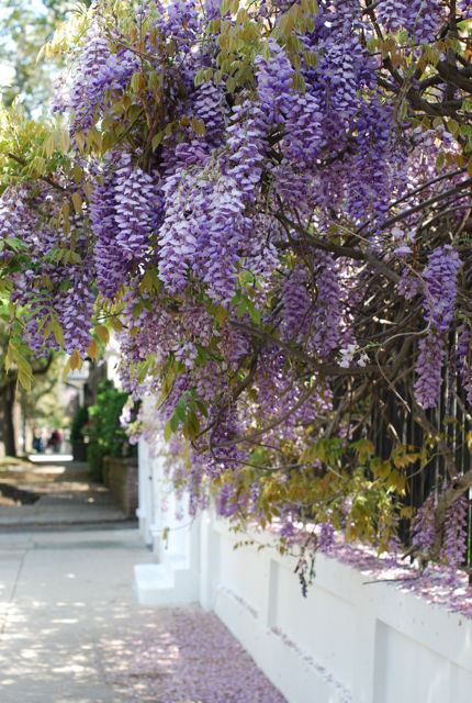 Wisteria Wisteria