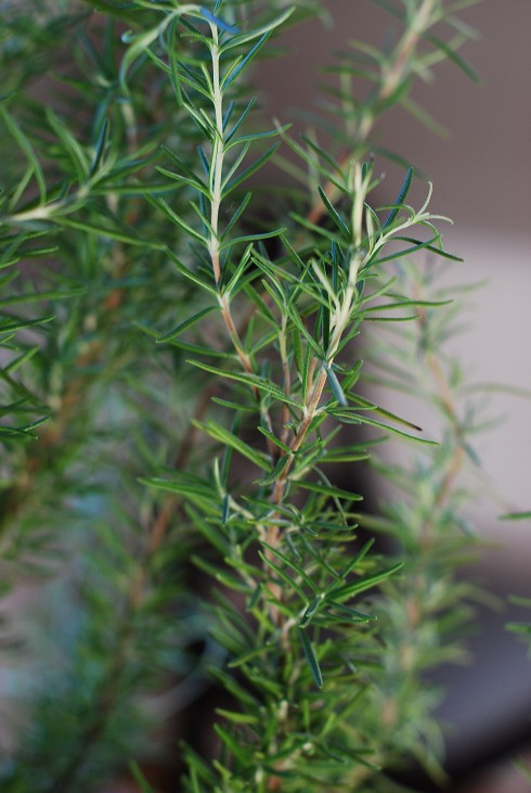 how to care for rosemary indoors how to care for rosemary indoors